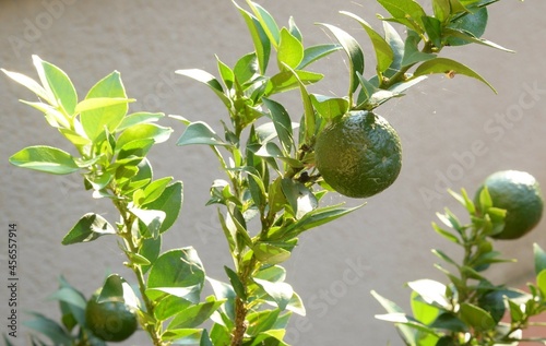 Pianta di chinotto in fase di maturazione