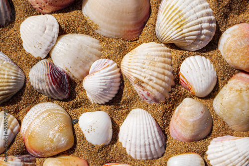 Top view on sea shells on sand.