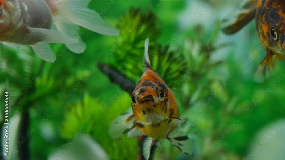 It looks very beautiful, very beautiful fish swim in very clear water. The fish swim like dancing. It looks very beautiful, very beautiful fish swim in very clear water. The fish swim like dancing.