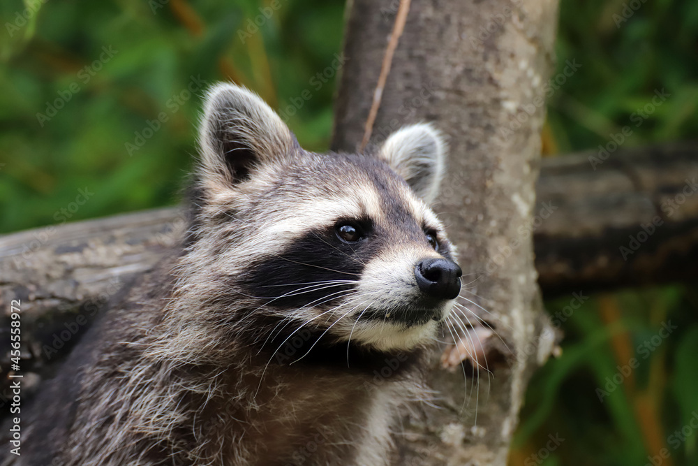 Naklejka premium Portrait de raton laveur