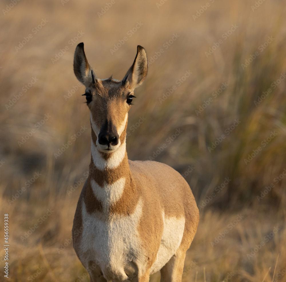 Pronghorn antelope wildlife