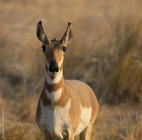 Obraz na płótnie Pronghorn antelope wildlife w salonie
