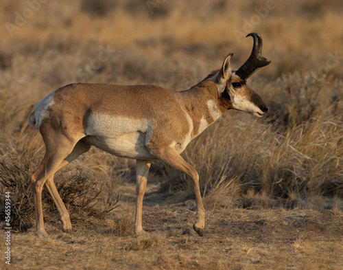 Obraz na płótnie Pronghorn antelope wildlife w salonie