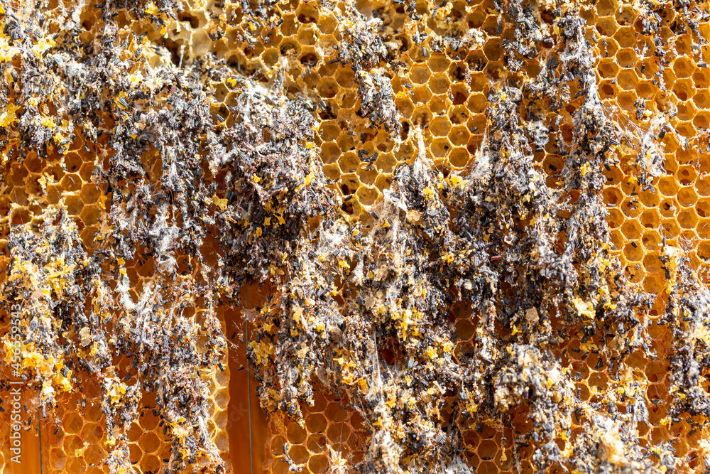 Galleria mellonella, the greater wax moth or honeycomb moth, is a moth of the family Pyralidae. greater wax moth (Galleria mellonella) parasitization honeybees and results of its work. Galleria mellonella, the greater wax moth or honeycomb moth, is a moth of the family Pyralidae. greater wax moth (Galleria mellonella) parasitization honeybees and results of its work.