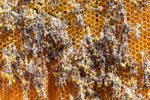 Quadro su tela Galleria mellonella, the greater wax moth or honeycomb moth, is a moth of the family Pyralidae