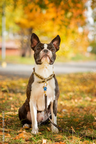 Boston terrier dog outside. Dog in beautiful red and yellow park in autumn