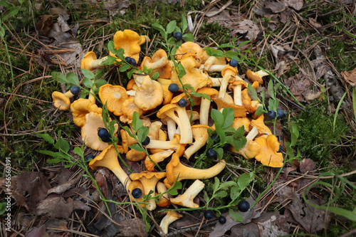 Chanterelles and blueberry sprigs with berries. Delicious and beautiful forest mushrooms.
