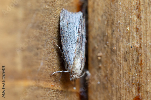 Galleria mellonella, the greater wax moth or honeycomb moth, is a moth of the family Pyralidae. greater wax moth (Galleria mellonella) parasitization honeybees and results of its work.