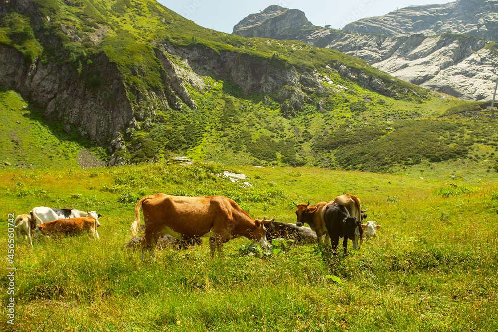 dairy yogurt made from organic products,cows in the mountains