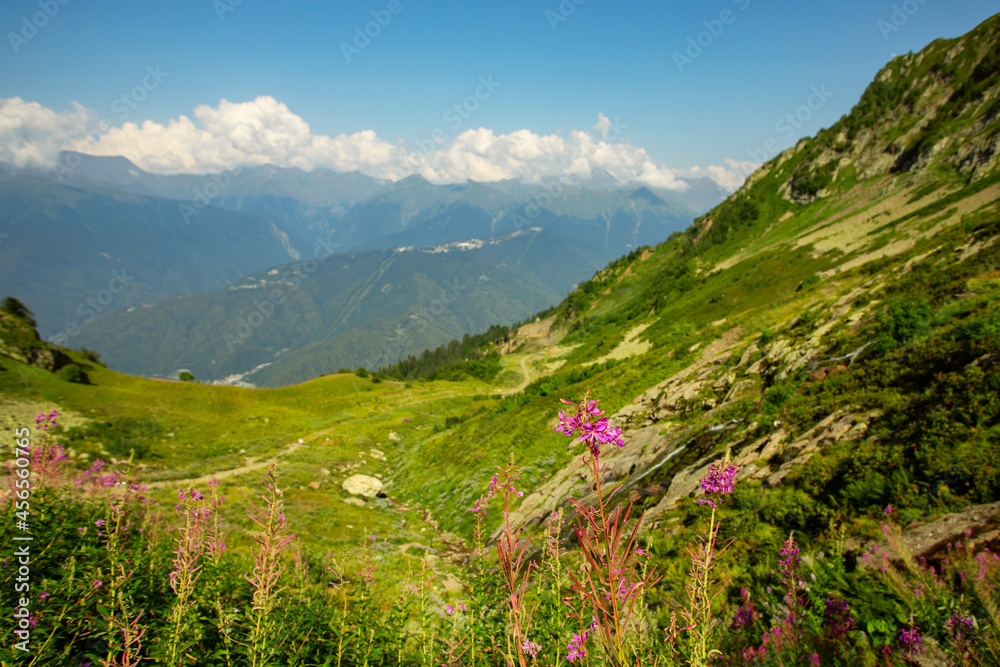 mountain climbing,flowers at the top of the alps,landscape scene with green meadows