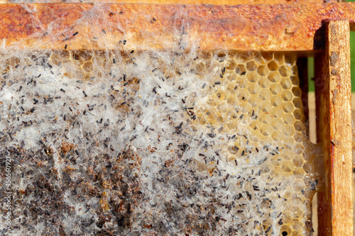 Foto Galleria mellonella, the greater wax moth or honeycomb moth, is a moth of the family Pyralidae