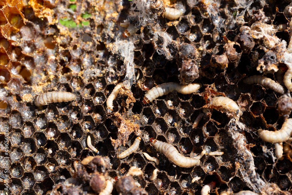 Galleria mellonella, the greater wax moth or honeycomb moth, is a moth ...