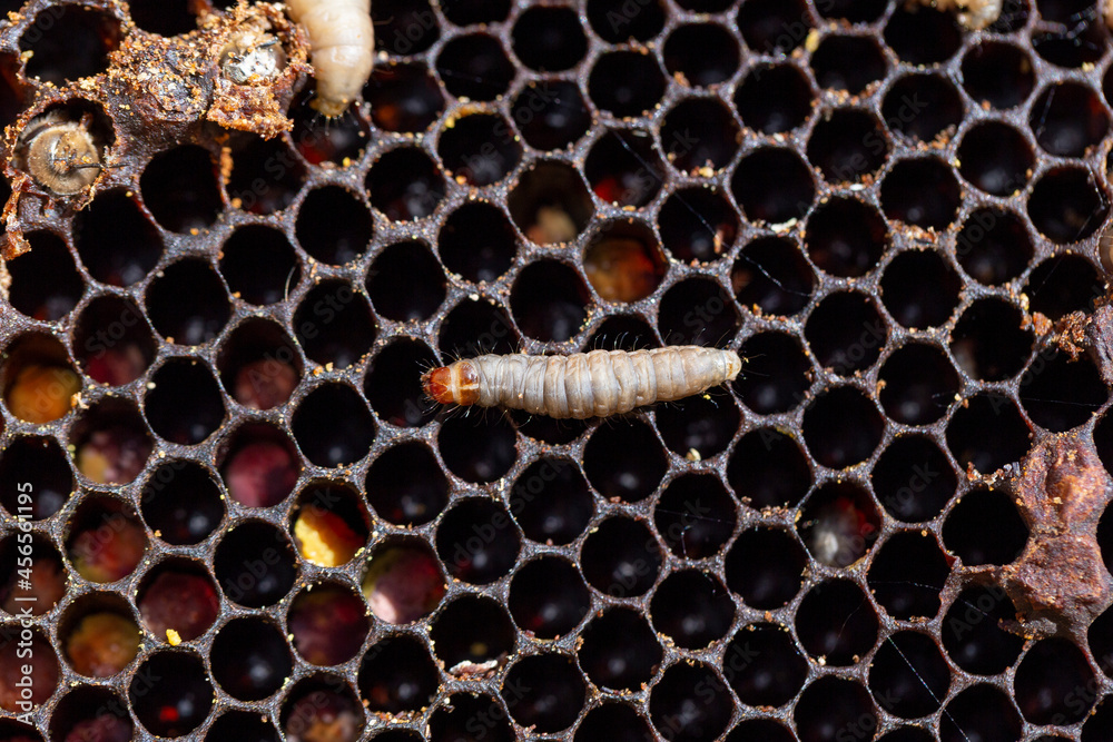 Φωτογραφία Galleria mellonella, the greater wax moth or honeycomb moth, is a moth of the family Pyralidae