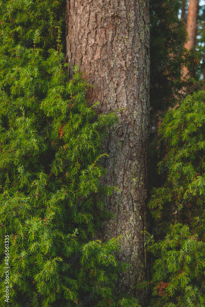 Juniper grows in a pine forest. Forest concept Juniper grows in a pine forest. Forest concept