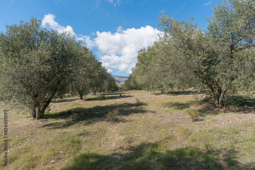cultivation of olive trees in the south of Spain cultivation of olive trees in the south of Spain
