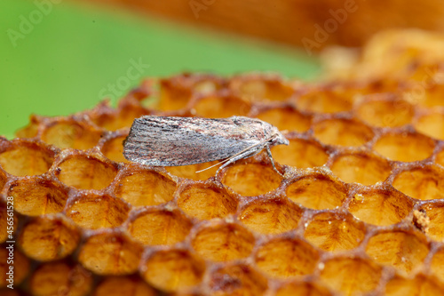 Galleria mellonella, the greater wax moth or honeycomb moth, is a moth of the family Pyralidae. greater wax moth (Galleria mellonella) parasitization honeybees and results of its work. photo