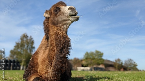 Camel enjoying the sun