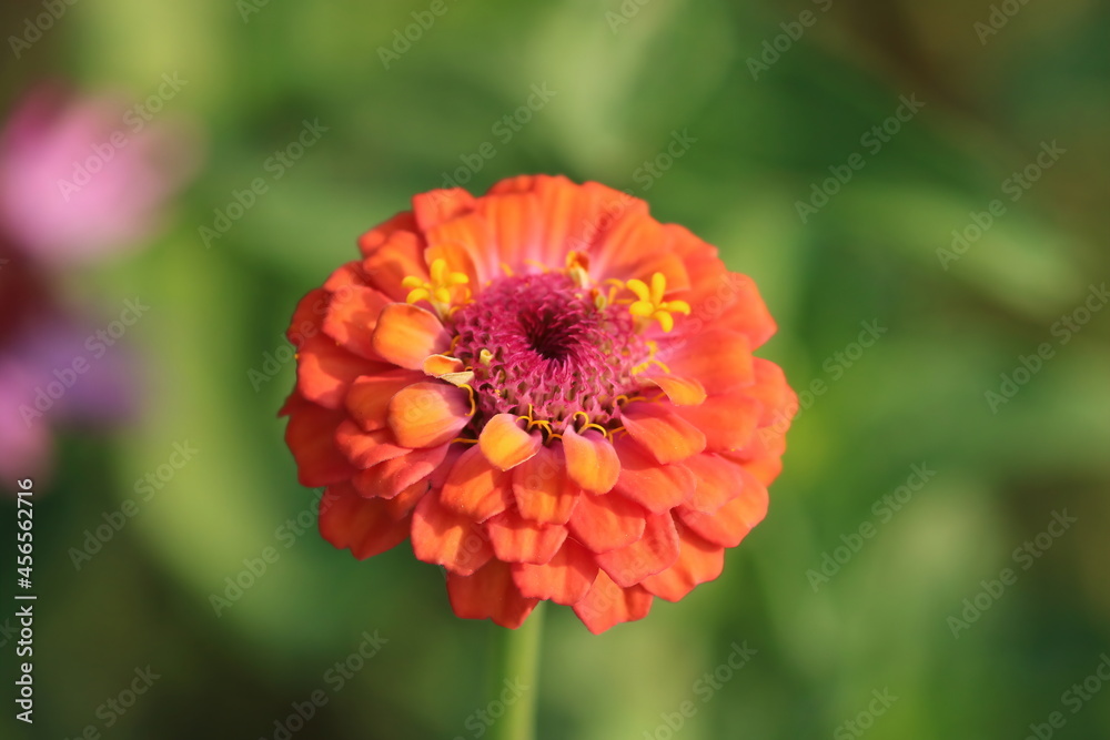 Orange Flower in the Garden Orange Flower in the Garden
