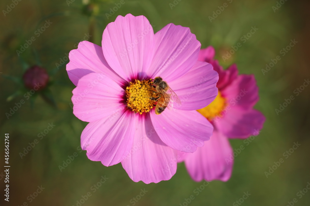 Pink Flower in the Garden Pink Flower in the Garden