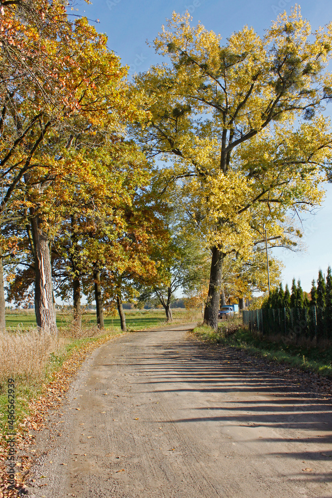 Fototapeta premium Autumn trees standing by the road