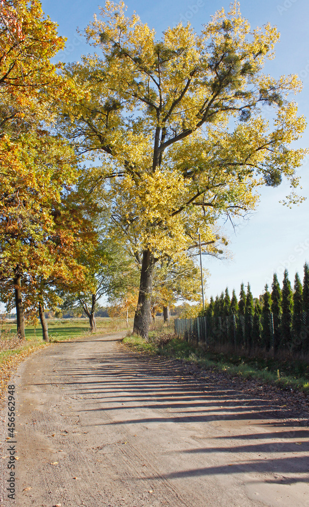 Autumn trees standing by the road