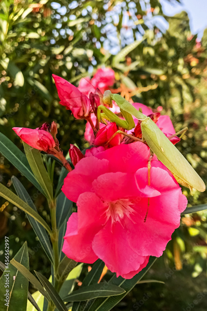 A green mantis sits on a pink rhododendron flower.