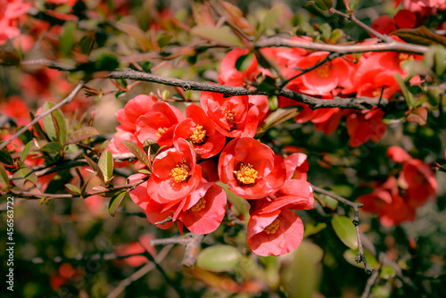 red and yellow quince flowers