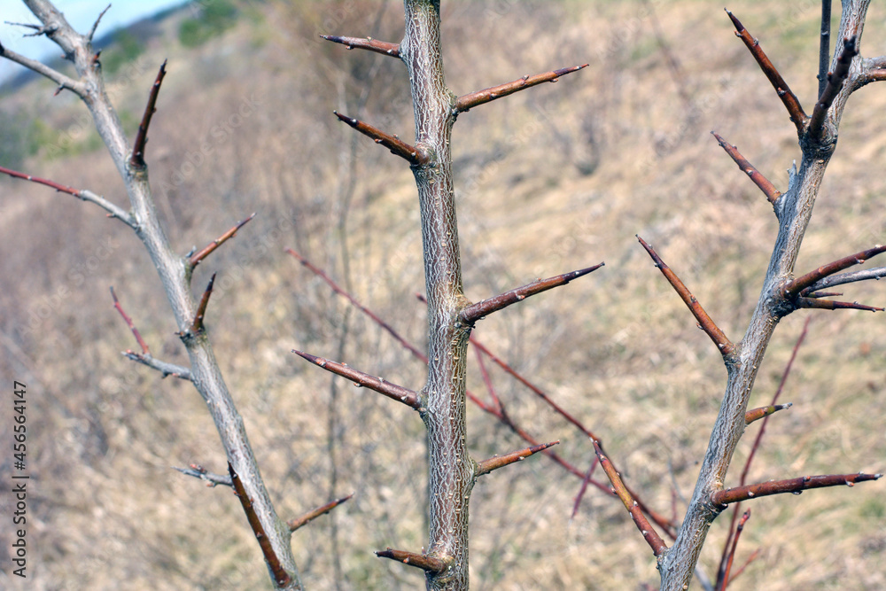 Sharp thorns on a branch of a bush and a tree Sharp thorns on a branch of a bush and a tree
