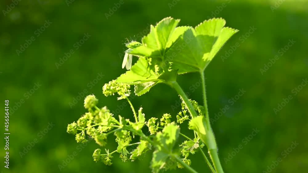 Cuff plant static camera video. Medicinal plant in the field. High quality 4k footage Cuff plant static camera video. Medicinal plant in the field. High quality 4k footage