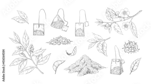 Dried tea sketch. Engraved fresh and dry leaves for black and green morning drink. Hand drawn natural elements set. Plant branch with flowers and teabags. Vector botanical collection