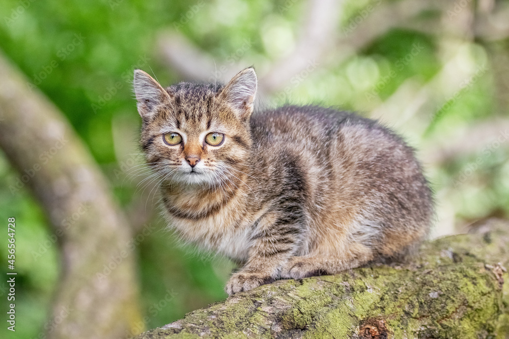 A small striped kitten sits on a tree branch