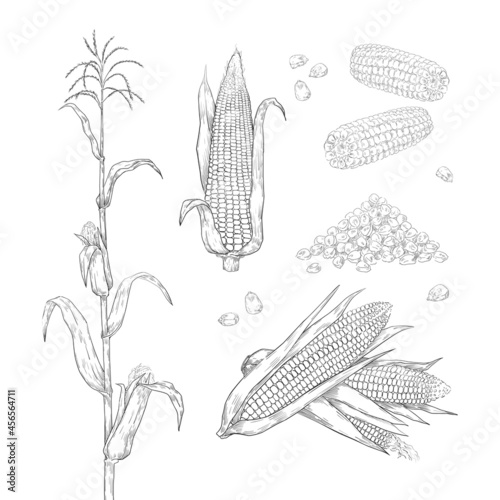 Hand drawn corn. Sweet maize cobs. Grains and leaves sketch for food package labels and restaurant menu. Agricultural plant and heap of seeds. Vector botanical engraving elements set