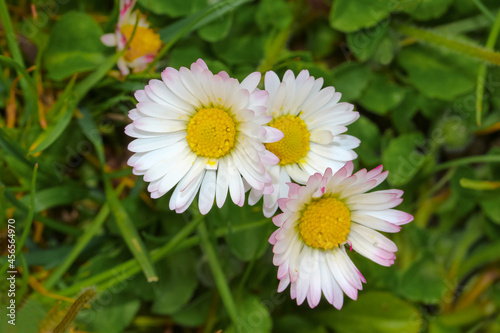 Wei  e Bl  ten des G  nsebl  mchens  Bellis perennis