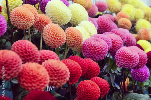 Colourful pompon dahlias in flower. photo