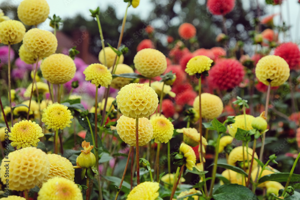Pompon dahlia 'Hollywood Twilight' in flower Pompon dahlia 'Hollywood Twilight' in flower