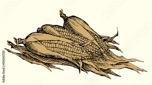 Vector still life. Sketch of the harvest of corn cobs