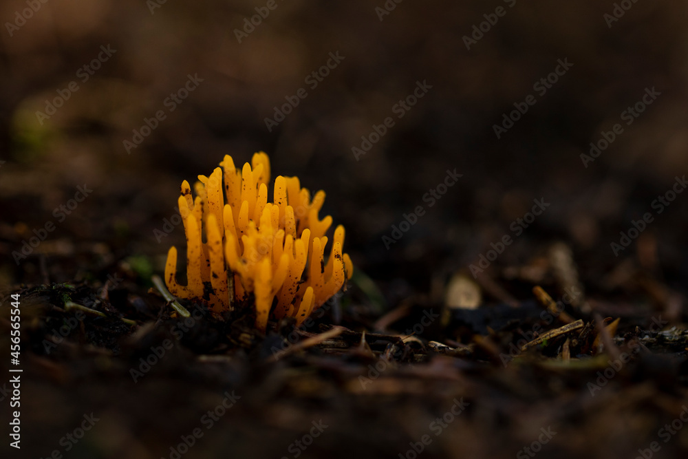 Mushroom in forest Mushroom in forest