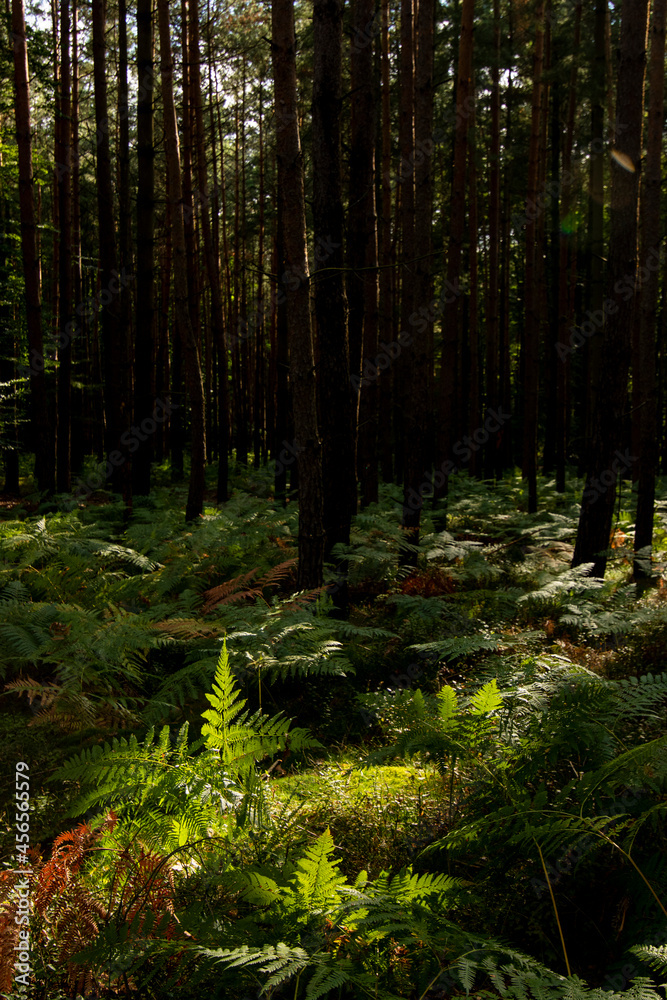 Forest with fern in an evening light