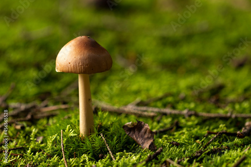 Mushroom in the moss in forest