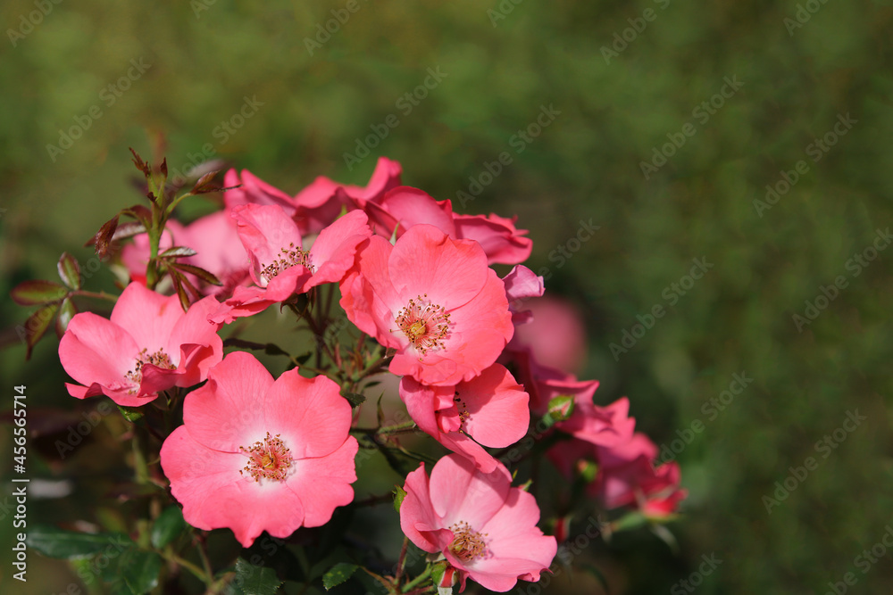 Obraz premium Pink roses in the garden, blurred background (rose hip)
