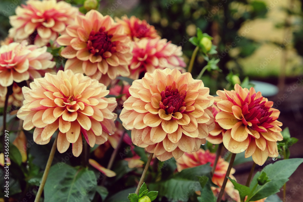 Small Decorative dahlia 'CrŽme de Cognac' in flower Small Decorative dahlia 'CrŽme de Cognac' in flower