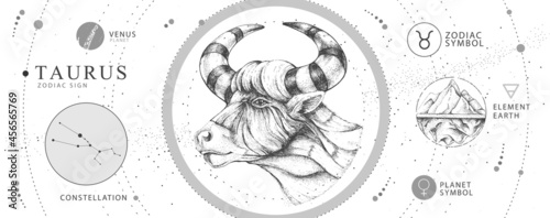 Modern magic witchcraft card with astrology Taurus zodiac sign. Realistic hand drawing bull head. Zodiac characteristic