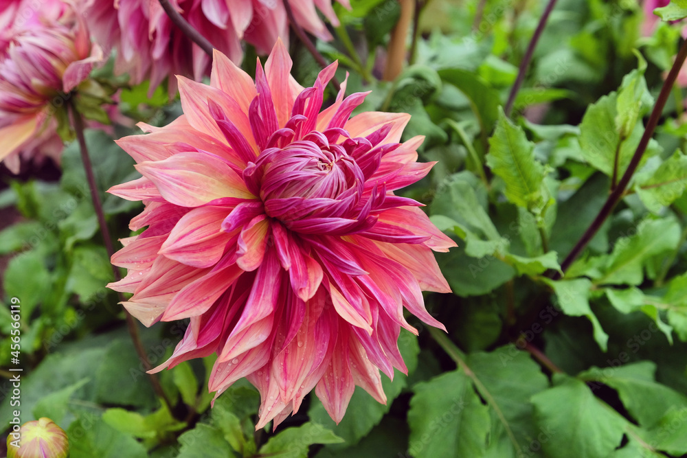Dinner plate decorative dahlia 'Penhill Dark Monarch' in flower Dinner plate decorative dahlia 'Penhill Dark Monarch' in flower