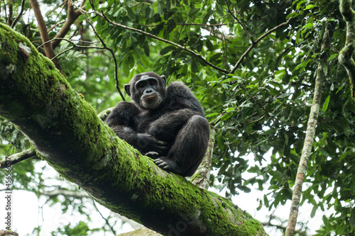 Chimpanzee sitting on a tree branch and looking into the camera. Kibale National Park, Uganda