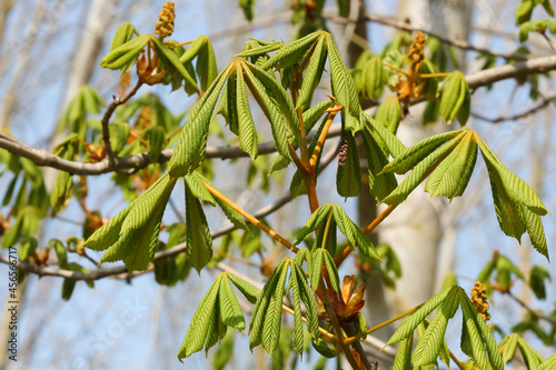 Rote Blüten der Rosskastanie, Aesculus hippocastanum photo