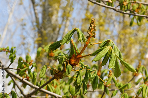 Rote Blüten der Rosskastanie, Aesculus hippocastanum photo