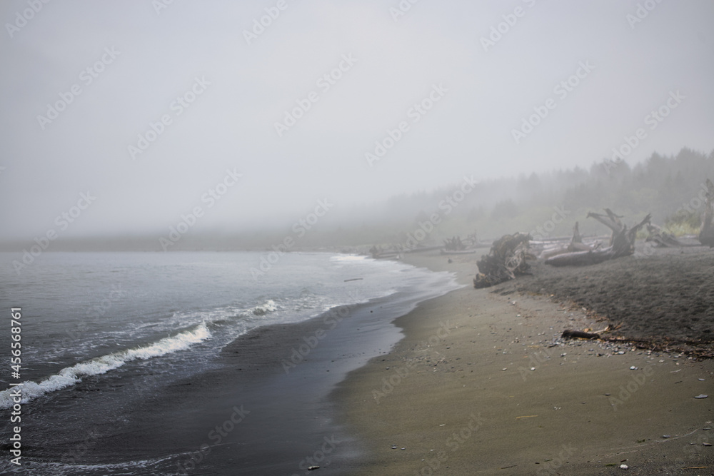 A Port Renfrew beach lined with water-worn driftwood on a foggy day in early september 2021 on Vancouver Island, British Columbia