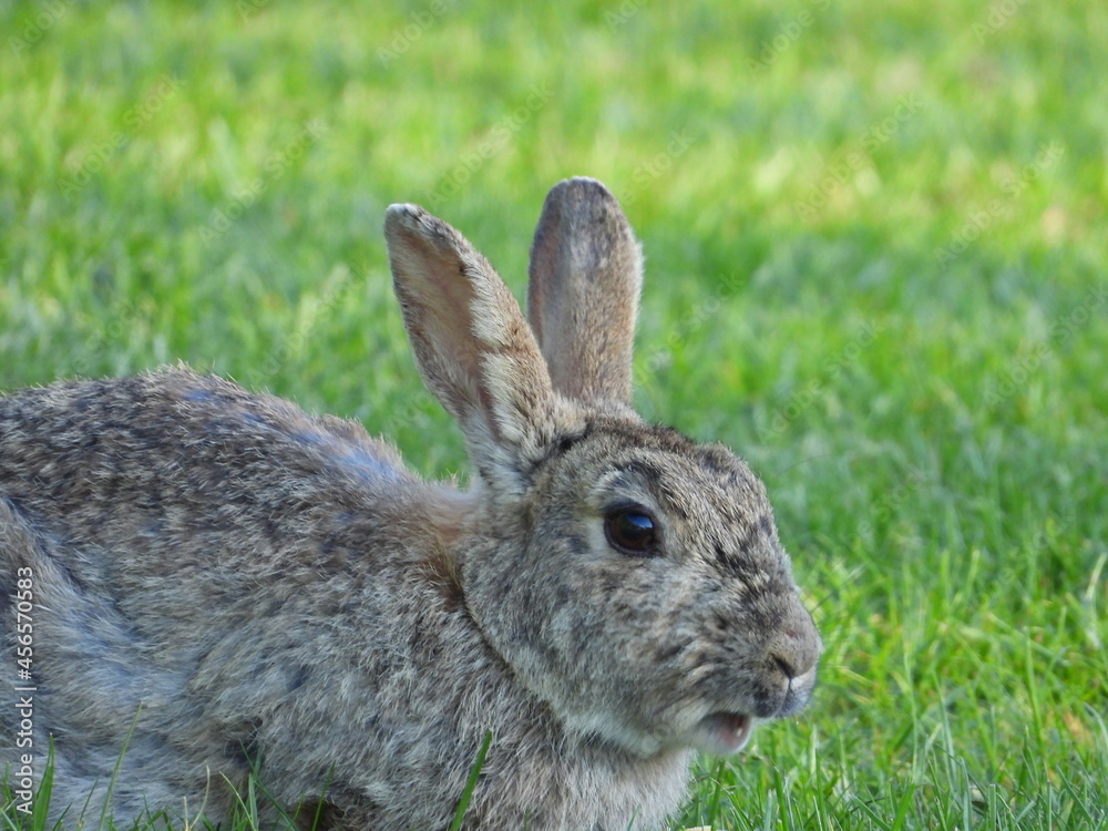 rabbit in the grass rabbit in the grass