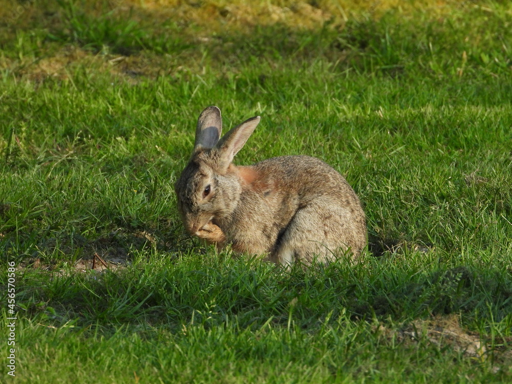 Fototapeta premium rabbit in the grass