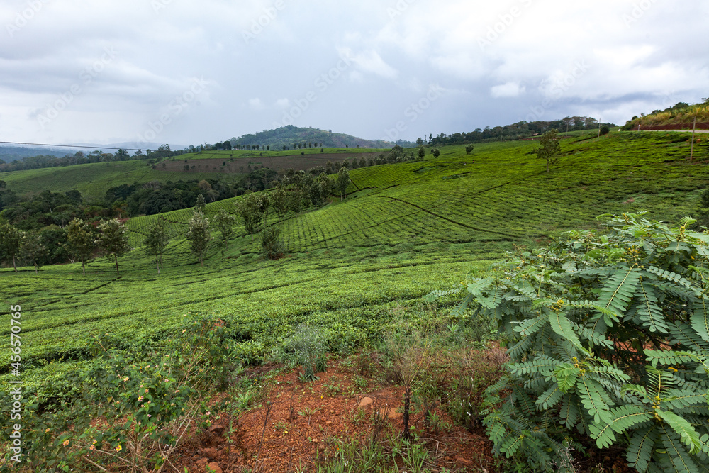 Beautiful tea plantations in Uganda